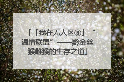 「我在无人区⑧」“温情联盟”——黔金丝猴雌猴的生存之道