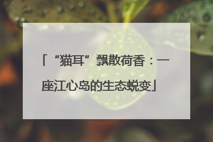 “猫耳”飘散荷香：一座江心岛的生态蜕变