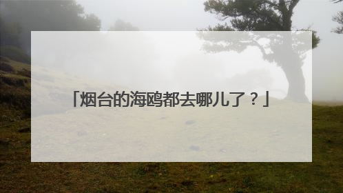 烟台的海鸥都去哪儿了？