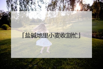 盐碱地里小麦收割忙