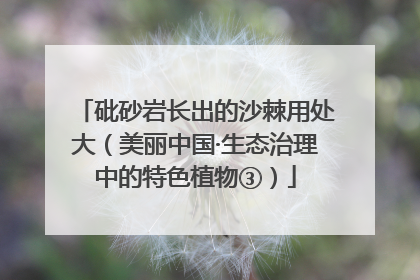 砒砂岩长出的沙棘用处大（美丽中国·生态治理中的特色植物③）