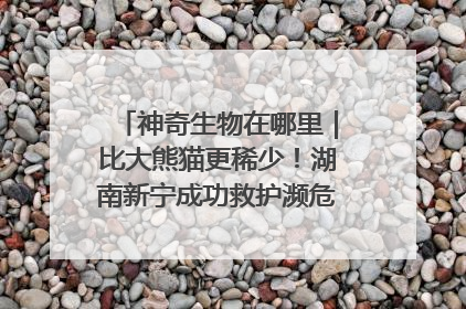 神奇生物在哪里｜比大熊猫更稀少！湖南新宁成功救护濒危鸟类海南鳽