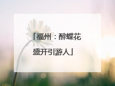 福州：醉蝶花盛开引游人