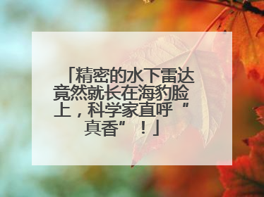 精密的水下雷达竟然就长在海豹脸上，科学家直呼“真香”！