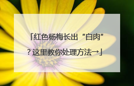 红色杨梅长出“白肉”？这里教你处理方法→