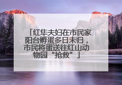 红隼夫妇在市民家阳台孵蛋多日未归，市民将蛋送往红山动物园“抢救”