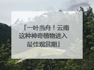 一叶当舟！云南这种神奇植物进入最佳观赏期