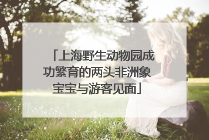 上海野生动物园成功繁育的两头非洲象宝宝与游客见面