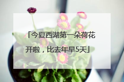 今夏西湖第一朵荷花开啦，比去年早5天