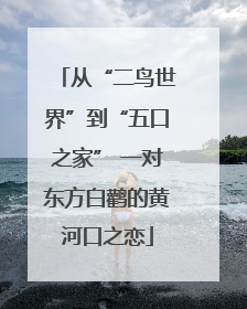 从“二鸟世界”到“五口之家” 一对东方白鹳的黄河口之恋