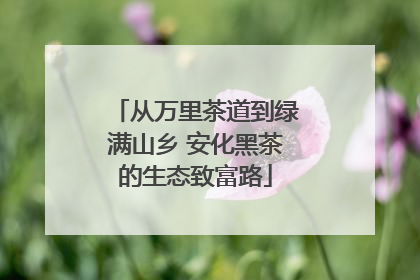从万里茶道到绿满山乡 安化黑茶的生态致富路