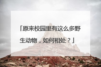 原来校园里有这么多野生动物，如何相处？