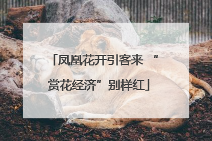 凤凰花开引客来 “赏花经济”别样红