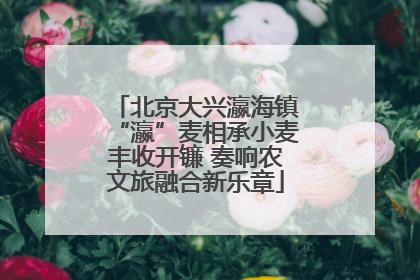 北京大兴瀛海镇“瀛”麦相承小麦丰收开镰 奏响农文旅融合新乐章