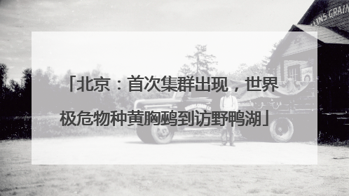 北京：首次集群出现，世界极危物种黄胸鹀到访野鸭湖