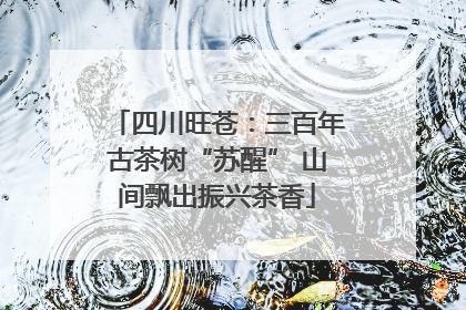 四川旺苍：三百年古茶树“苏醒” 山间飘出振兴茶香
