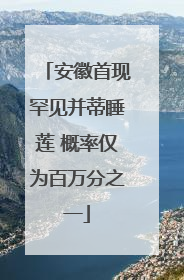 安徽首现罕见并蒂睡莲 概率仅为百万分之一