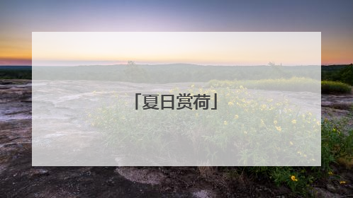 夏日赏荷
