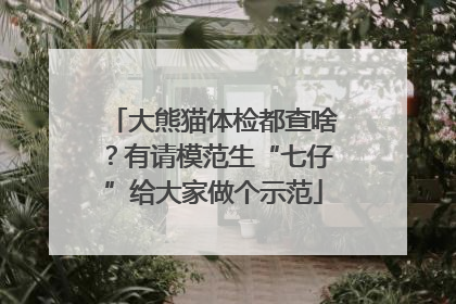 大熊猫体检都查啥？有请模范生“七仔”给大家做个示范