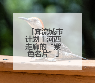 奔流城市计划丨河西走廊的“紫色名片”