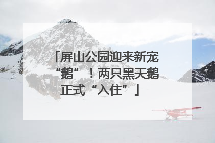 屏山公园迎来新宠“鹅”！两只黑天鹅正式“入住”