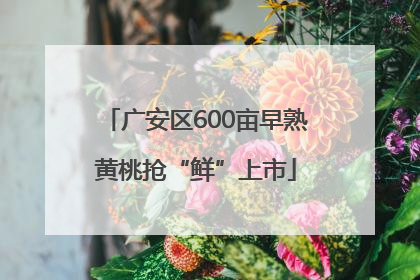 广安区600亩早熟黄桃抢“鲜”上市