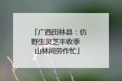 广西田林县：仿野生灵芝丰收季 山林间劳作忙