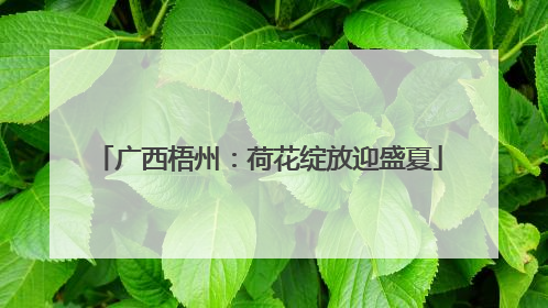 广西梧州：荷花绽放迎盛夏