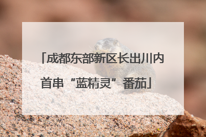 成都东部新区长出川内首串“蓝精灵”番茄