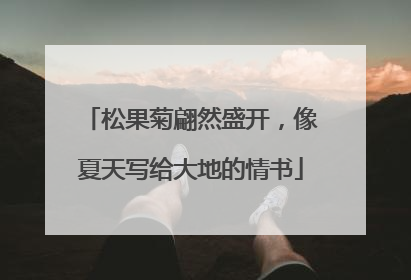 松果菊翩然盛开，像夏天写给大地的情书