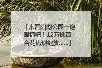 来晋阳湖公园一饱眼福吧！12万株百合花热烈绽放……