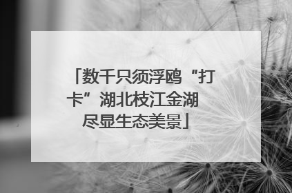 数千只须浮鸥“打卡”湖北枝江金湖 尽显生态美景