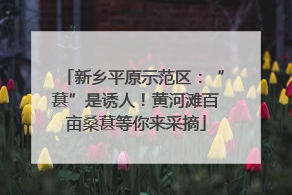 新乡平原示范区：“葚”是诱人！黄河滩百亩桑葚等你来采摘