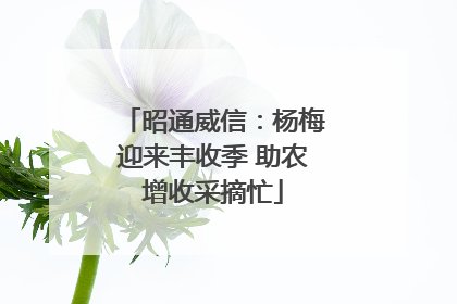 昭通威信：杨梅迎来丰收季 助农增收采摘忙