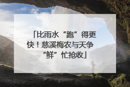 比雨水“跑”得更快！慈溪梅农与天争“鲜”忙抢收