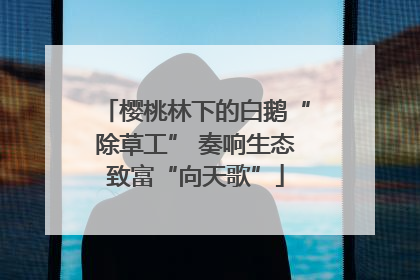 樱桃林下的白鹅“除草工” 奏响生态致富“向天歌”