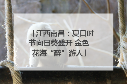 江西南昌：夏日时节向日葵盛开 金色花海“醉”游人