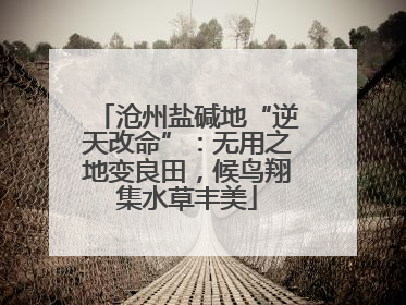 沧州盐碱地“逆天改命”：无用之地变良田，候鸟翔集水草丰美