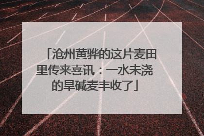 沧州黄骅的这片麦田里传来喜讯：一水未浇的旱碱麦丰收了