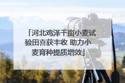 河北鸡泽千亩小麦试验田喜获丰收 助力小麦育种提质增效