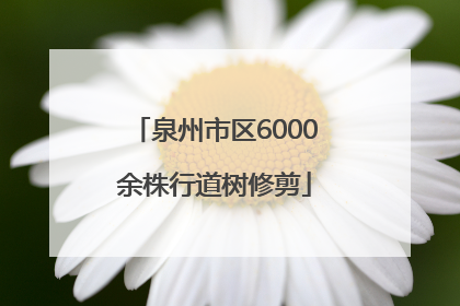 泉州市区6000余株行道树修剪