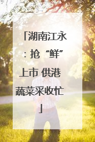 湖南江永：抢“鲜”上市 供港蔬菜采收忙