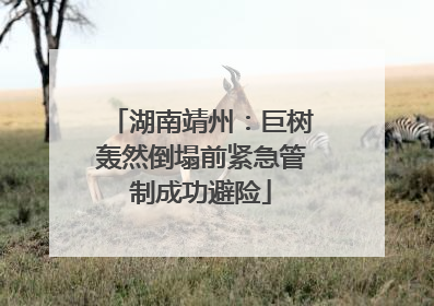 湖南靖州：巨树轰然倒塌前紧急管制成功避险