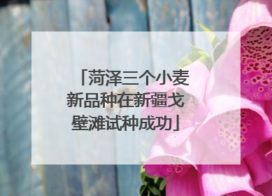 菏泽三个小麦新品种在新疆戈壁滩试种成功