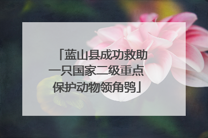 蓝山县成功救助一只国家二级重点保护动物领角鸮