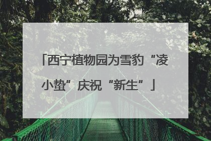 西宁植物园为雪豹“凌小蛰”庆祝“新生”