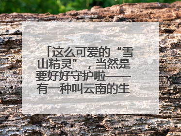这么可爱的“雪山精灵”，当然是要好好守护啦——有一种叫云南的生活之365天