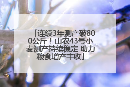 连续3年测产破800公斤！山农43号小麦测产持续稳定 助力粮食增产丰收