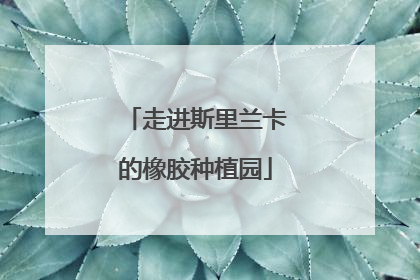 走进斯里兰卡的橡胶种植园