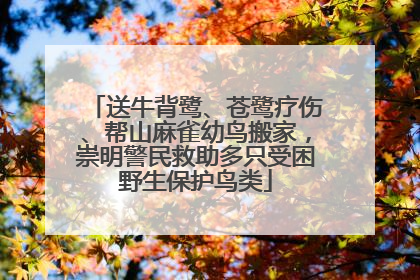 送牛背鹭、苍鹭疗伤、帮山麻雀幼鸟搬家，崇明警民救助多只受困野生保护鸟类